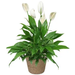 Envío de spathiphyllum a domicilio. Venta online.