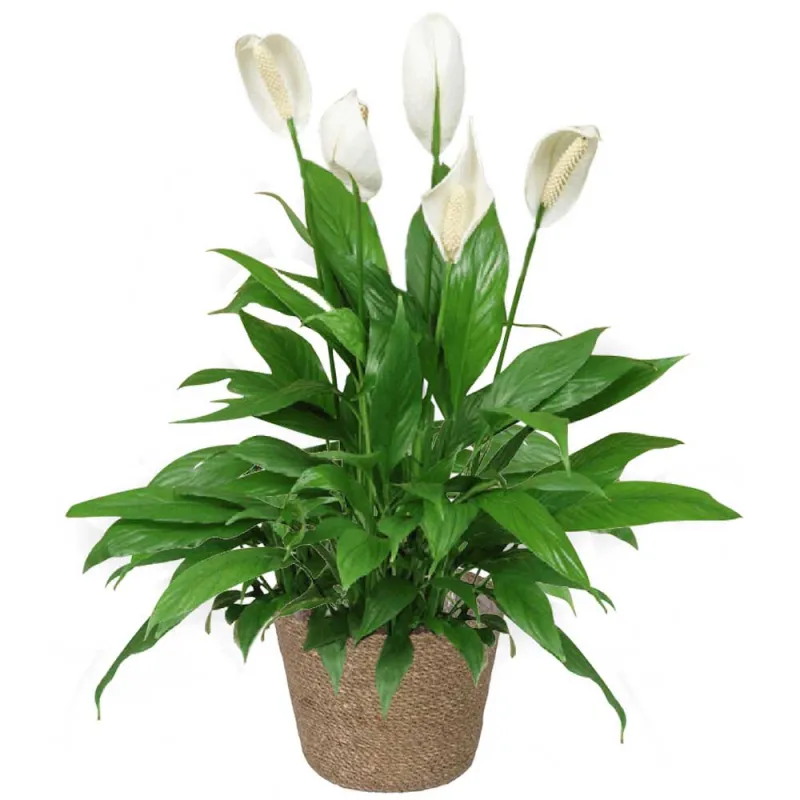 Envío de spathiphyllum a domicilio. Venta online.