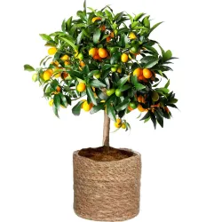 Venta de kumquat a domicilio.