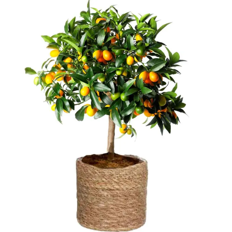 Venta de kumquat a domicilio.