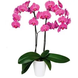 Venta y envío de orquídeas a domicilio en Madrid.