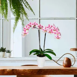 Venta y envío de orquídeas a domicilio en Madrid