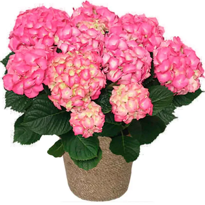 Venta de plantas de hortensia.
