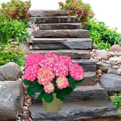 Comprar plantas de hortensia en maceta.