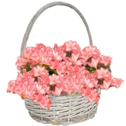 Venta y envío de cestas de azaleas a domicilio en Madrid.