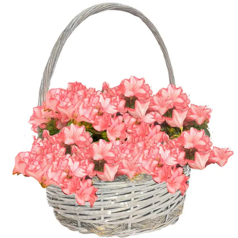 Venta y envío de cestas de azaleas a domicilio en Madrid.