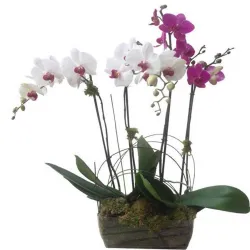 Venta de orquídeas en Madrid.