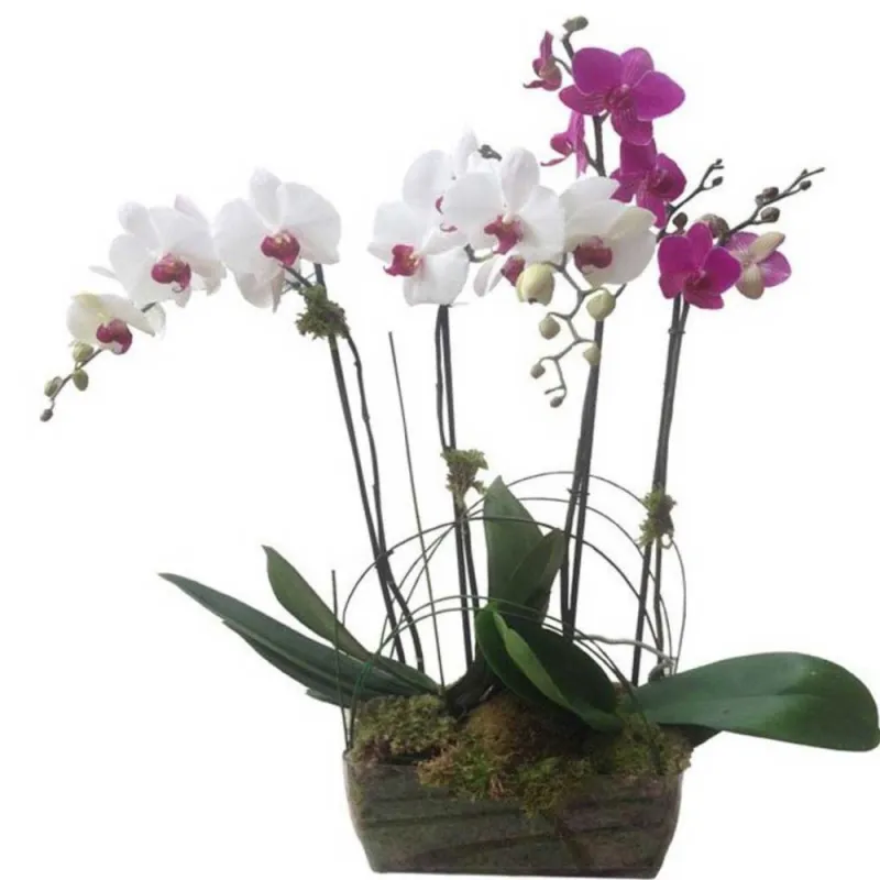 Venta de orquídeas en Madrid.
