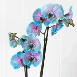 Venta y envío a domicilio en orquídeas azules en Madrid.