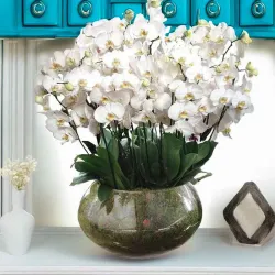 Centros de orquídeas a domicilio en Madrid.
