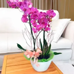 Comprar orquídeas en Madrid