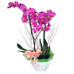 Compras y envíos de orquídeas en Madrid