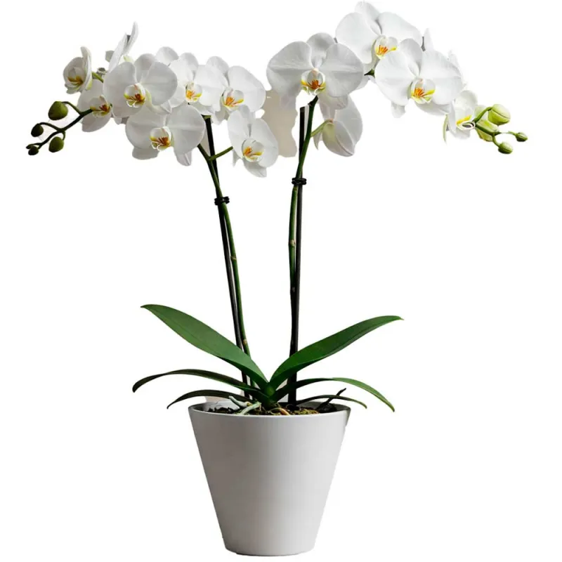 Orquídeas blancas a domicilio en Madrid