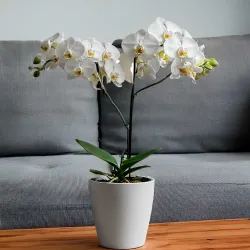 Venta de orquídeas phalaenopsis blancas en Madrid