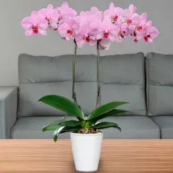 Venta de orquídeas moradas en Madrid