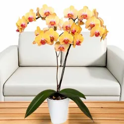 Orquídeas amarillas a domicilio en Madrid.