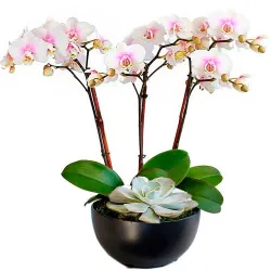 Venta y envío de centros de orquídeas a domicilio en Madrid