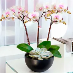 Centro de orquídeas naturales en Madrid