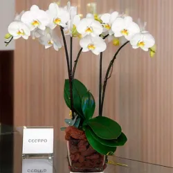 Orquídea phalaenopsis en macetero de cristal cuadrado.