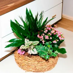 Regalar centros de plantas en Madrid