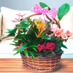 Enviar plantas a domicilio en Madrid