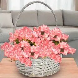 Enviar azaleas a domicilio en Madrid