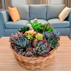 Crasuláceas y cactus a domicilio en Madrid.