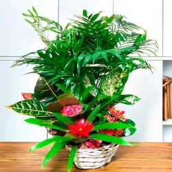 Plantas de interior para enviar a domicilio en Madrid