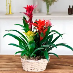 Venta de bromelias a domicilio en Madrid