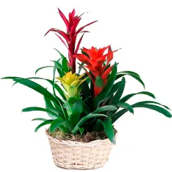 Comprar bromelias y guzmanias en Madrid