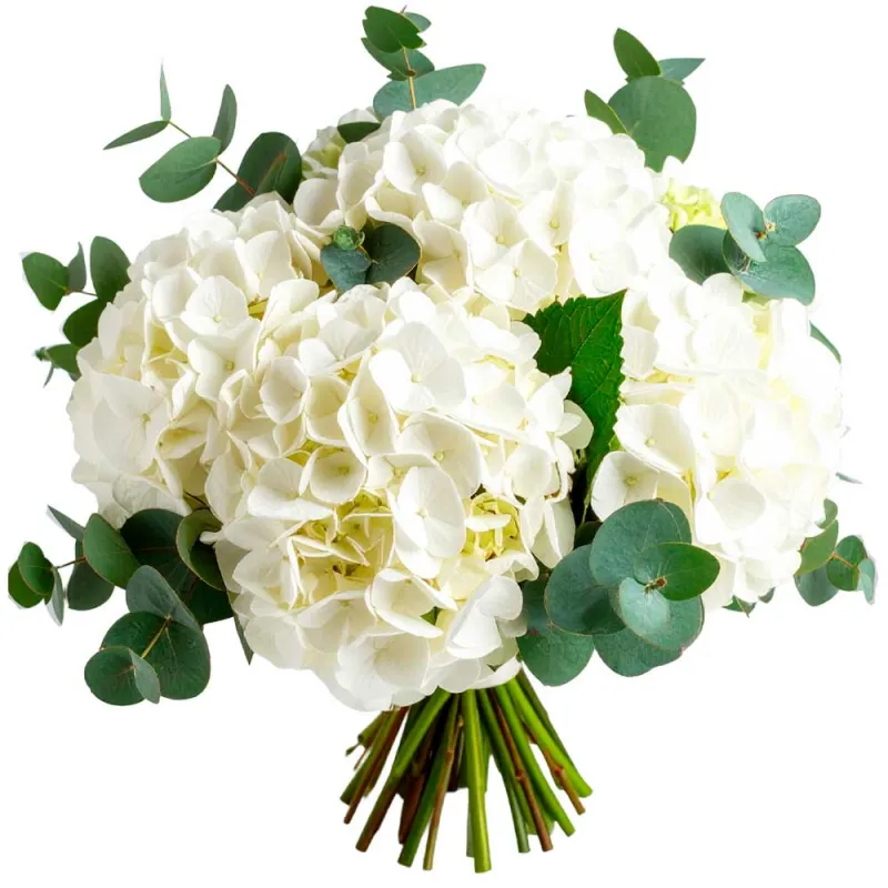 Ramo de hortensias blancas a domicilio en Madrid.