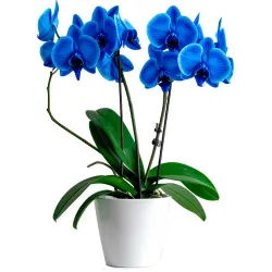 Orquídea azul phalaenopsis de dos varas de flor