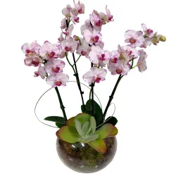 Centro de orquídeas a domicilio en Madrid