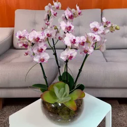 Centro de cristal con plantas de orquídea y crasulácea.