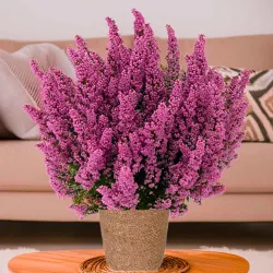 Erica gracilis a domicilio en Madrid