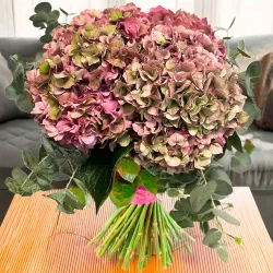 Enviar hortensias rosa a domicilio  en madrid.