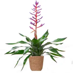 Venta y envío de bromelias a domicilio en Madrid
