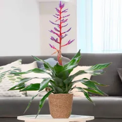 Envío de bromelias a domicilio en Madrid