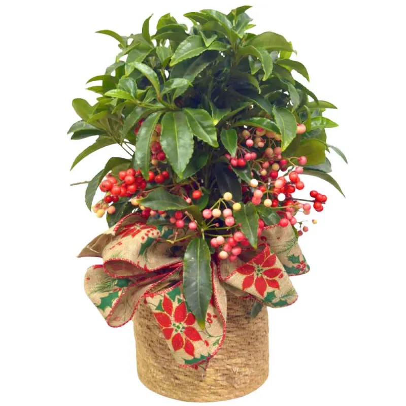 Ardisia crenata a domicilio en Madrid