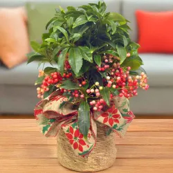 Plantas de ardisia a domicilio en Madrid