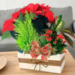 Centro de plantas con poinsetia a domicilio en Madrid.
