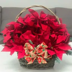 Cesta de mimbre con poinsettias rojas. Envíos en Madrid.