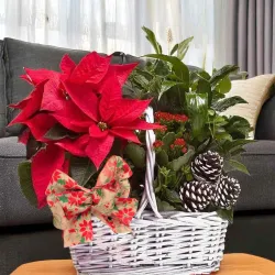 Centro de plantas variadas, con poinsettias. Envíos a domicilio en Madrid. A toda España en 24 horas.