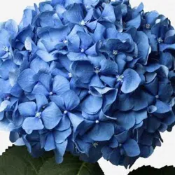 Hortensia azul envejecida
