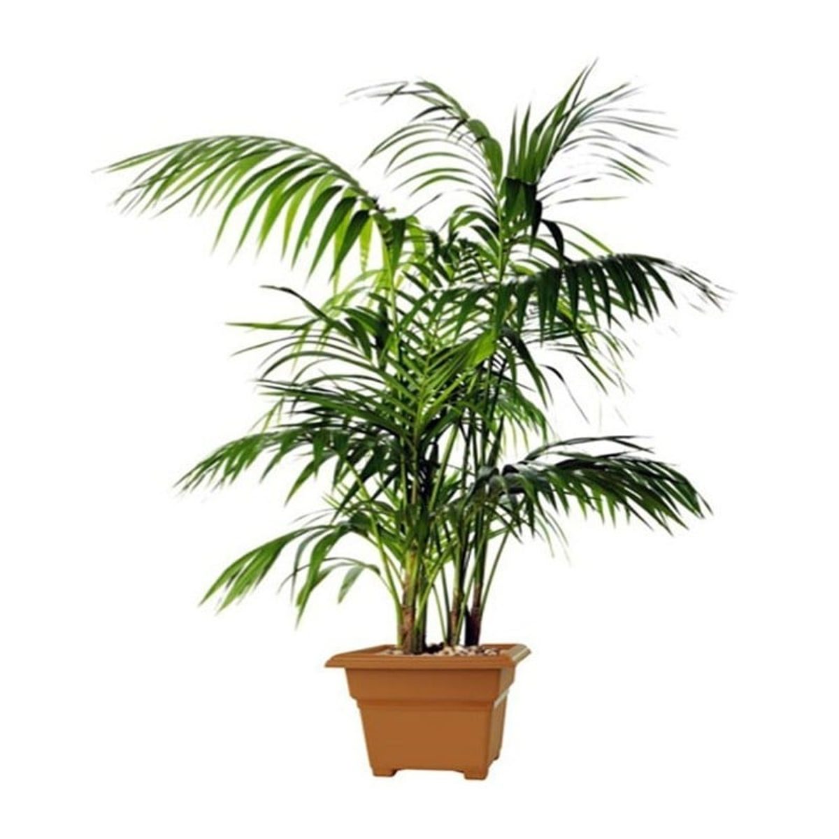 Kentia  Howea fosteriana 