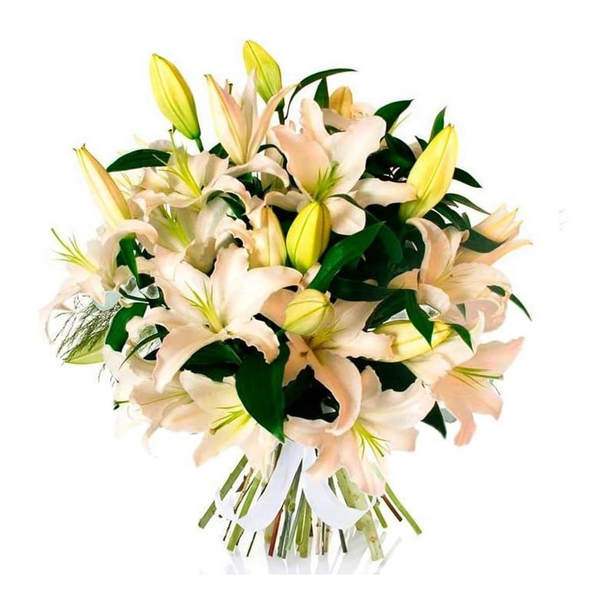 Lilium Oriental Blanco