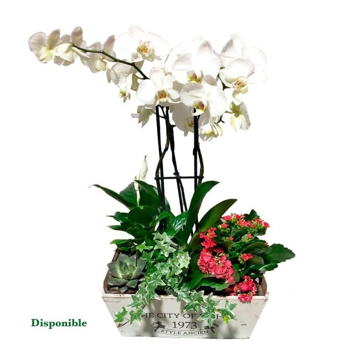 Cesta de plantas Moncloa