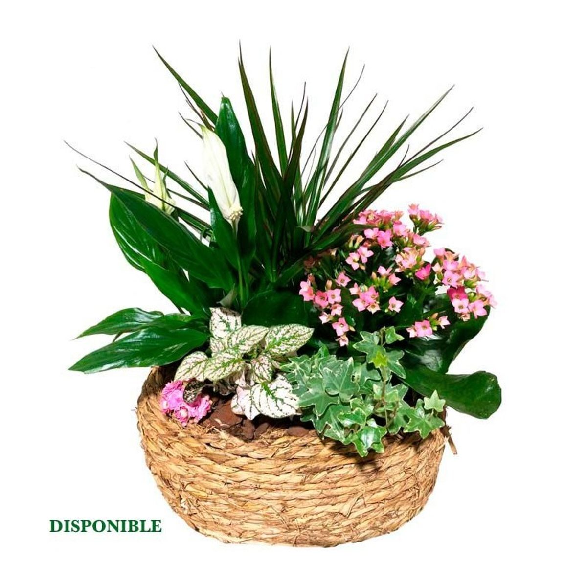 Enviar cestas de plantas a domicilio en la ciudad de Madrid. España