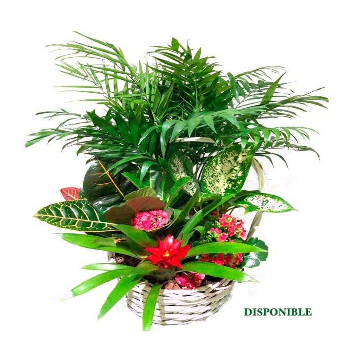 Plantas de interior a domicilio en Madrid