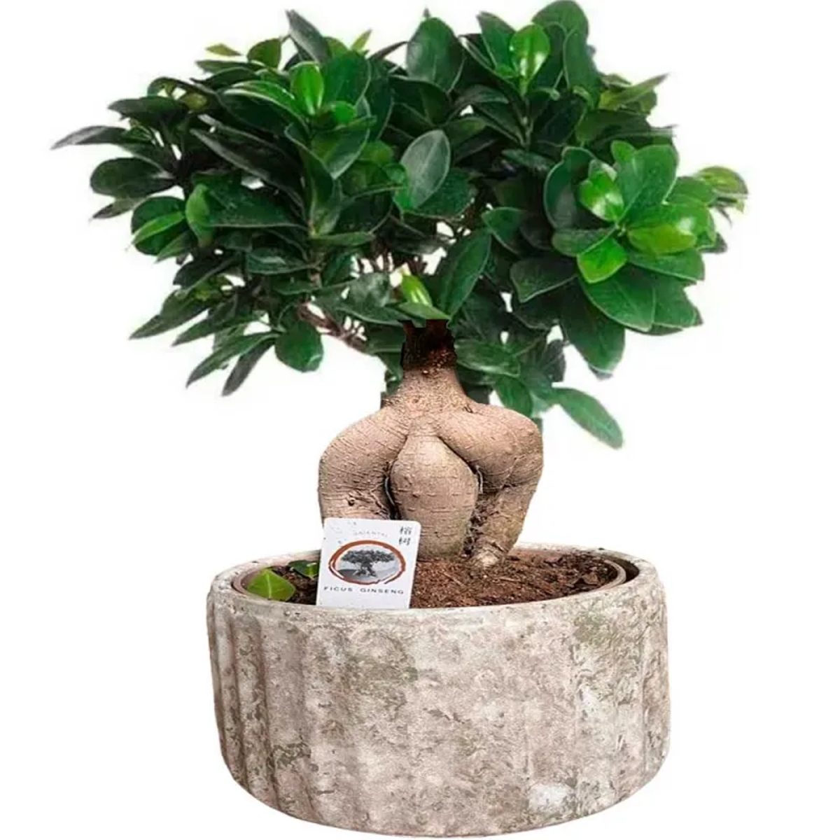 Ficus ginseng a domicilio en Madrid.